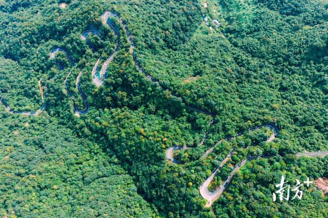 惠州開展森林資源保護性修復 惠州開展森林資源保護性修復