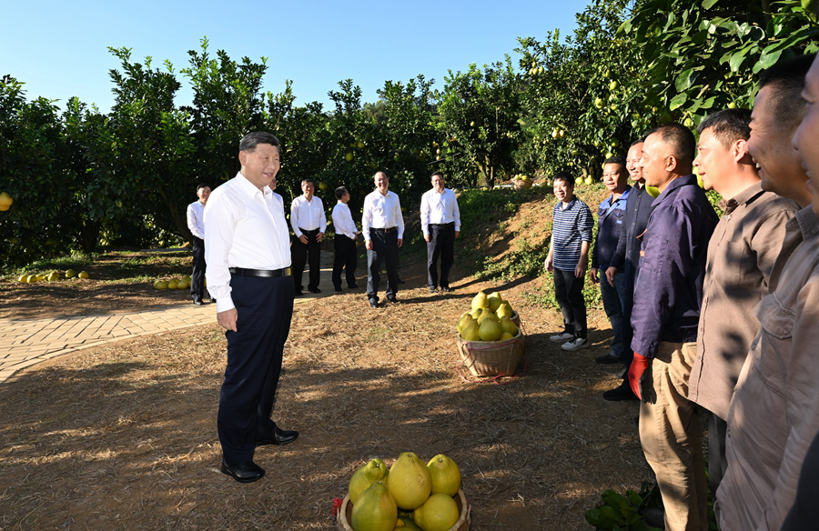 11月7日至8日，中共中央總書記、國家主席、中央軍委主席習近平在廣東考察。這是7日下午，習近平在梅州市梅縣區雁洋鎮南福金柚種植基地考察時，同果農和農技人員親切交流。新華社記者 謝環馳 攝